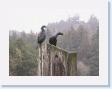 Cormorants!